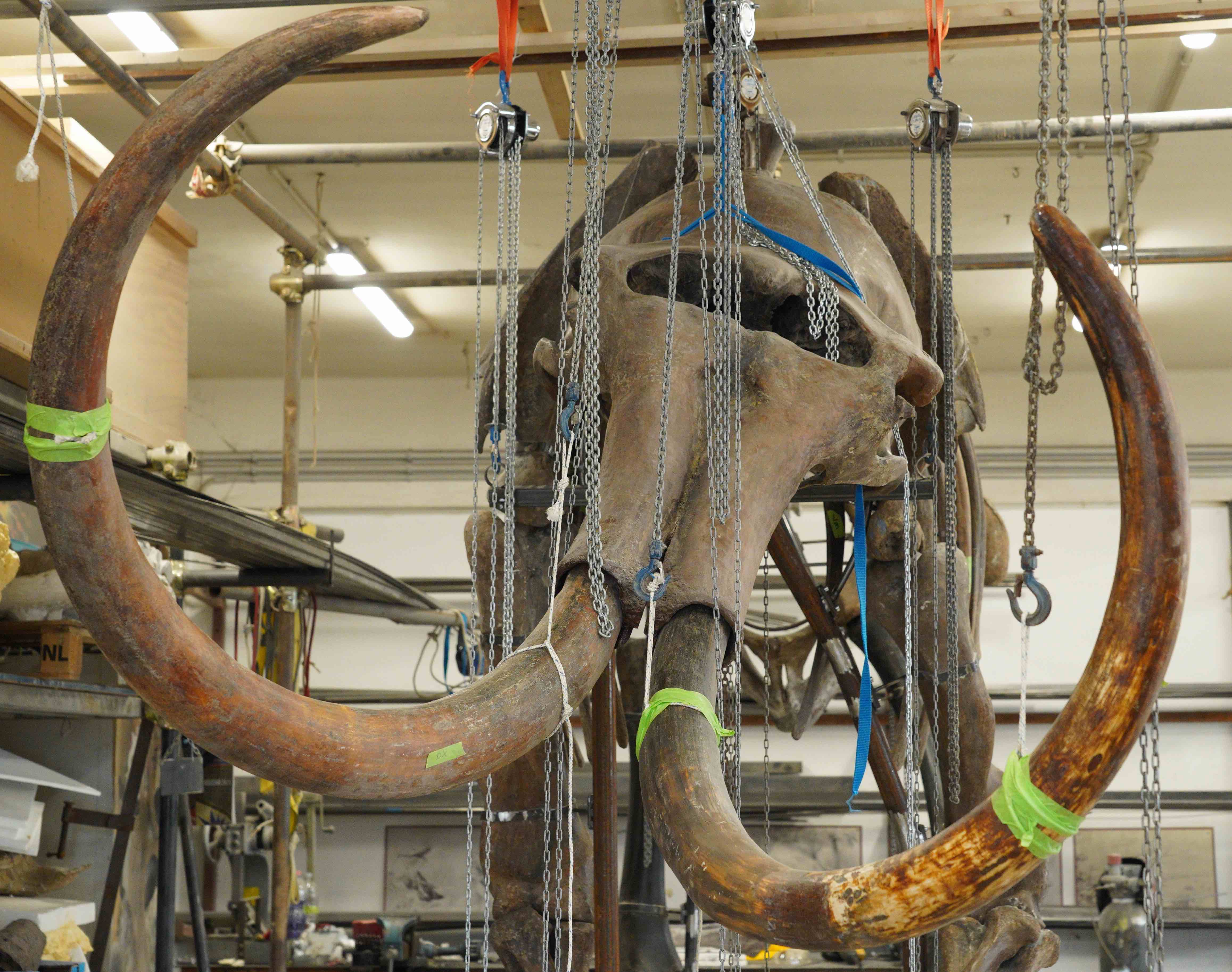 C'era una volta il Mammut project image