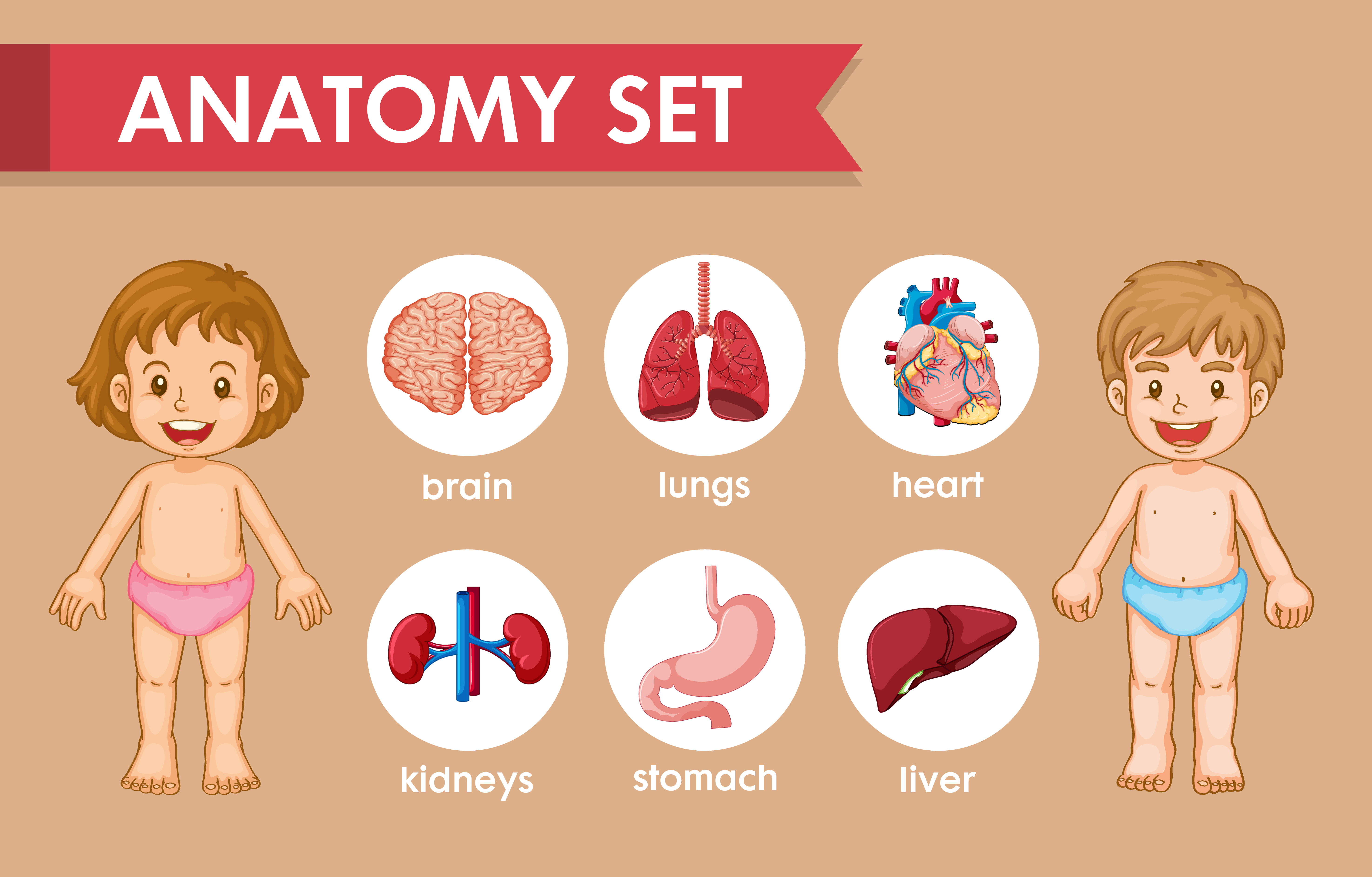 Science made fun in English: discover your body project image